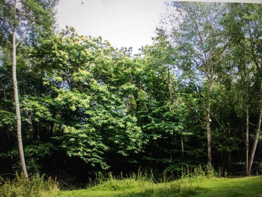 Cosy Woodland Romantic Retreat With Log Fires And Nature Luxury tent *